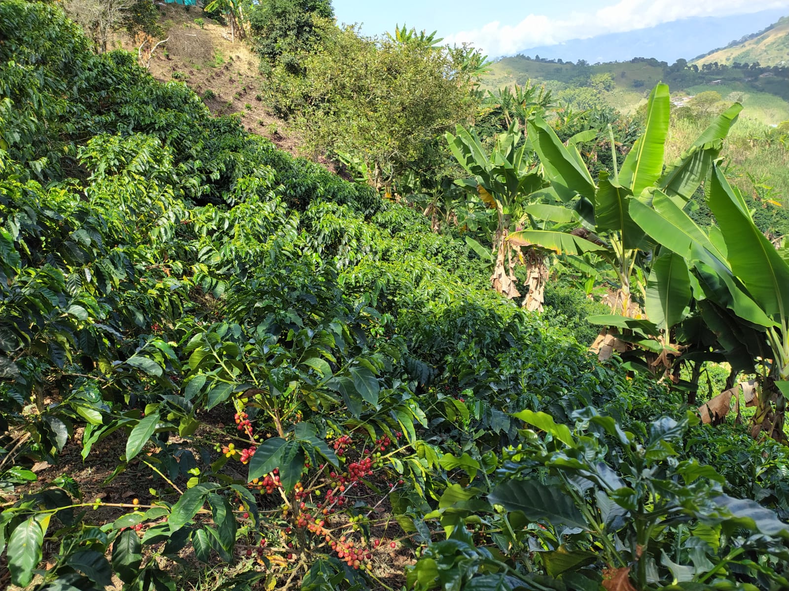 Café Flor Estrella